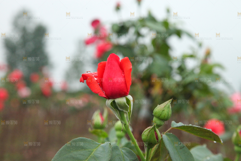 树枝上盛开的月季花