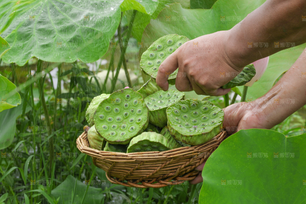 手里拿着一篮莲蓬子