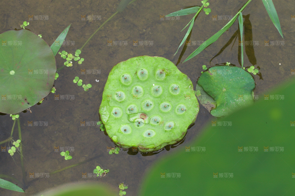 水里摆放着莲蓬