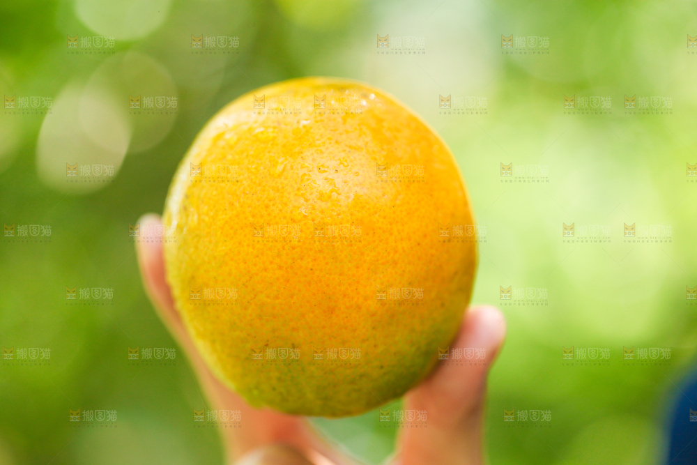 手里拿着秭归夏橙
