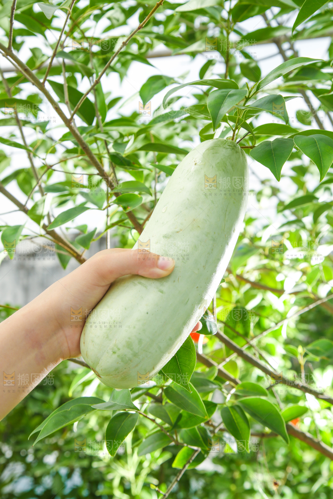 手里拿着羊角蜜