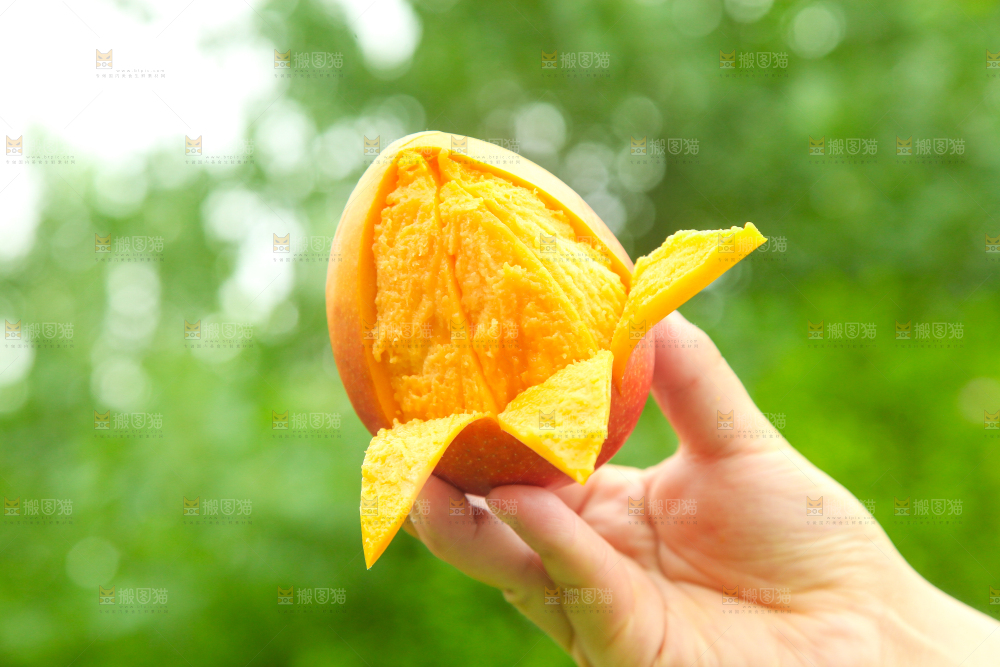 手里拿着苹果芒