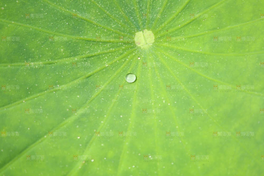 一片荷花叶子