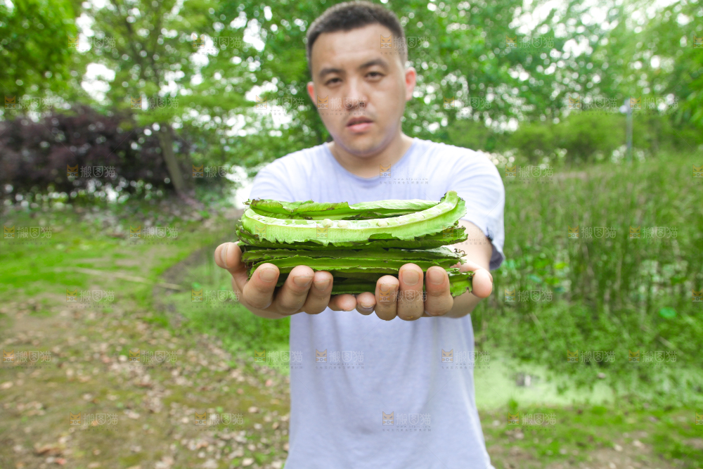 手里拿着四棱豆
