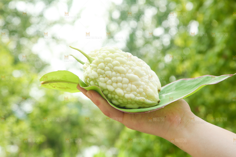 手里拿着白玉苦瓜