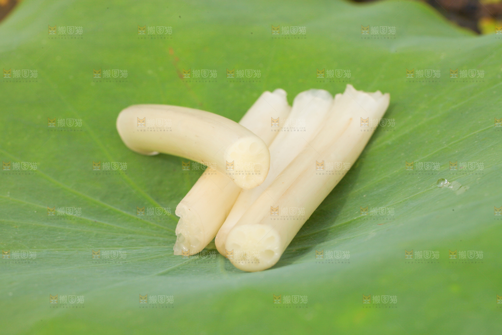 荷叶上放着藕带