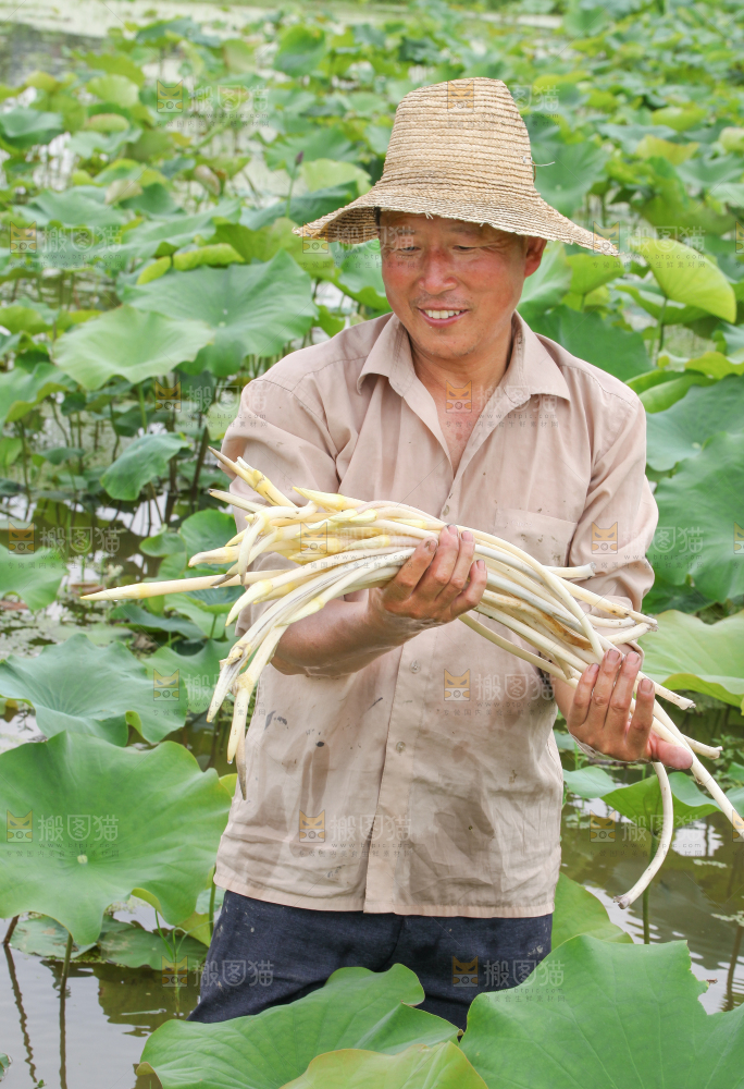 农民正在采摘藕带