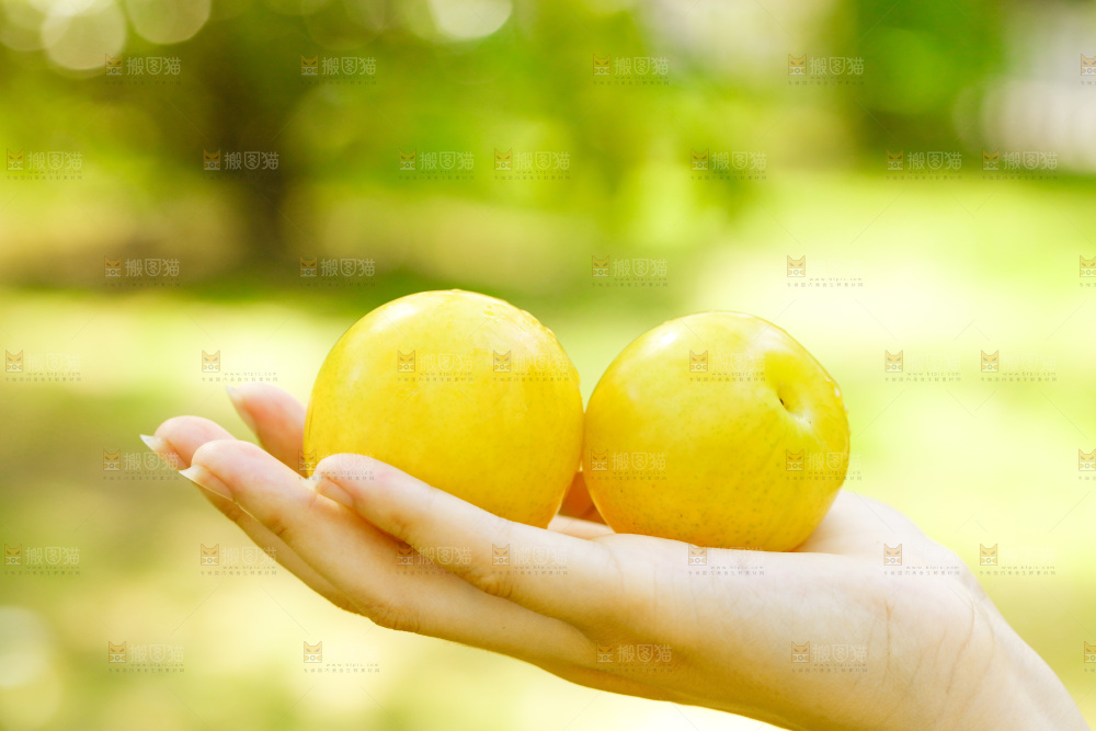 手里拿着新鲜黄金奈李