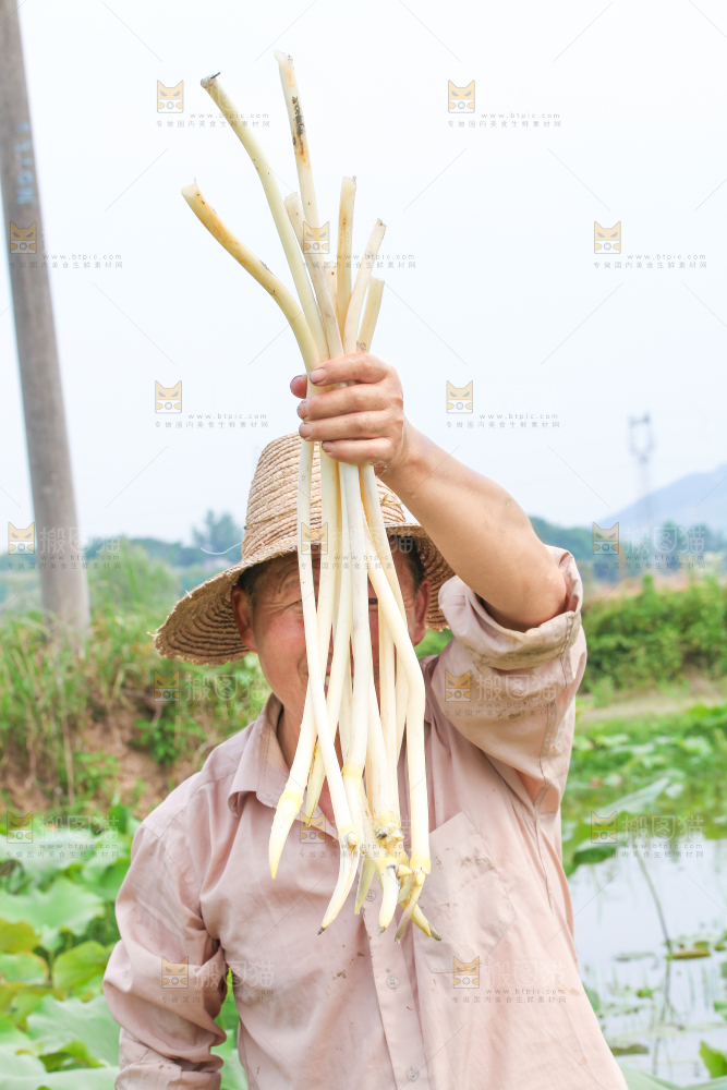 手里拿着新鲜采摘的藕尖