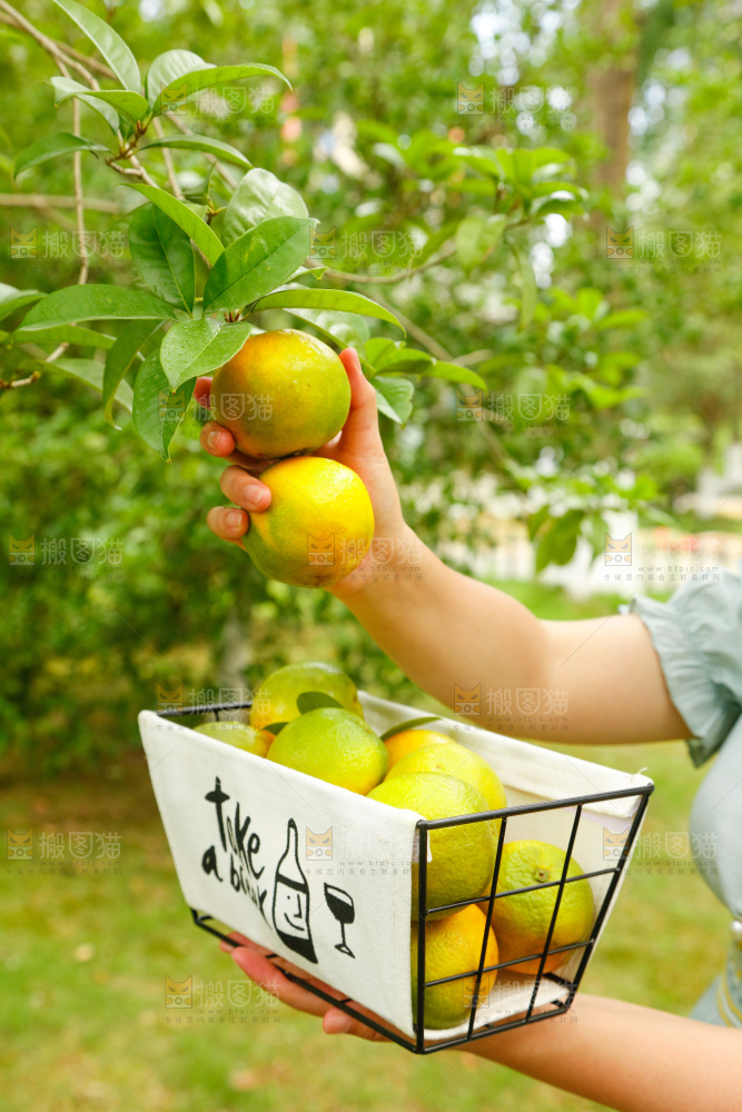 手里拿着广西桂林夏橙