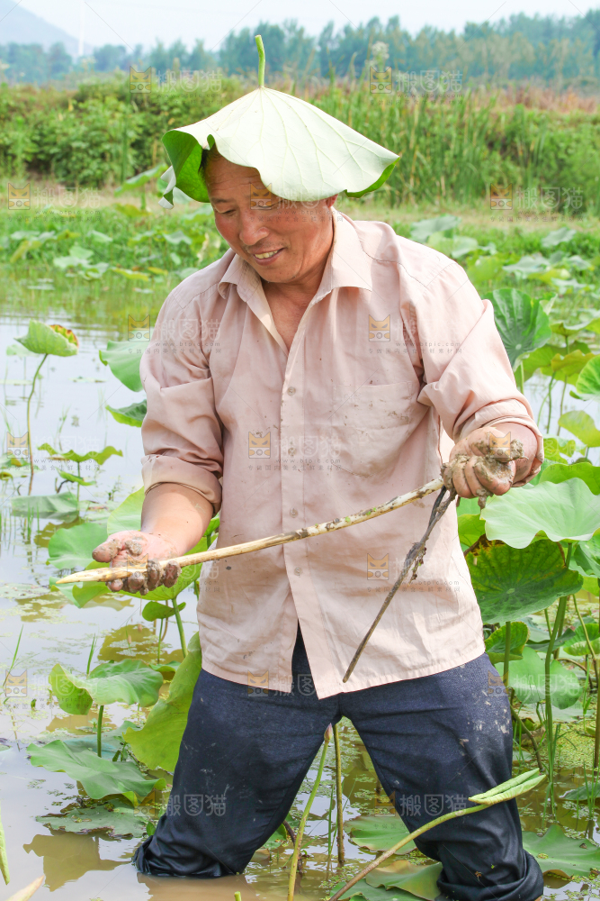 农民正在采摘藕带