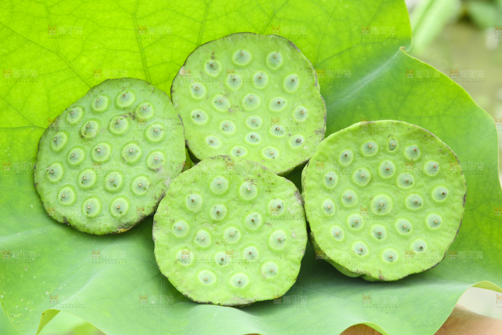 荷叶上放着莲蓬子