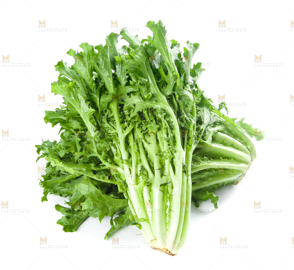 白底上摆放着苦菊
