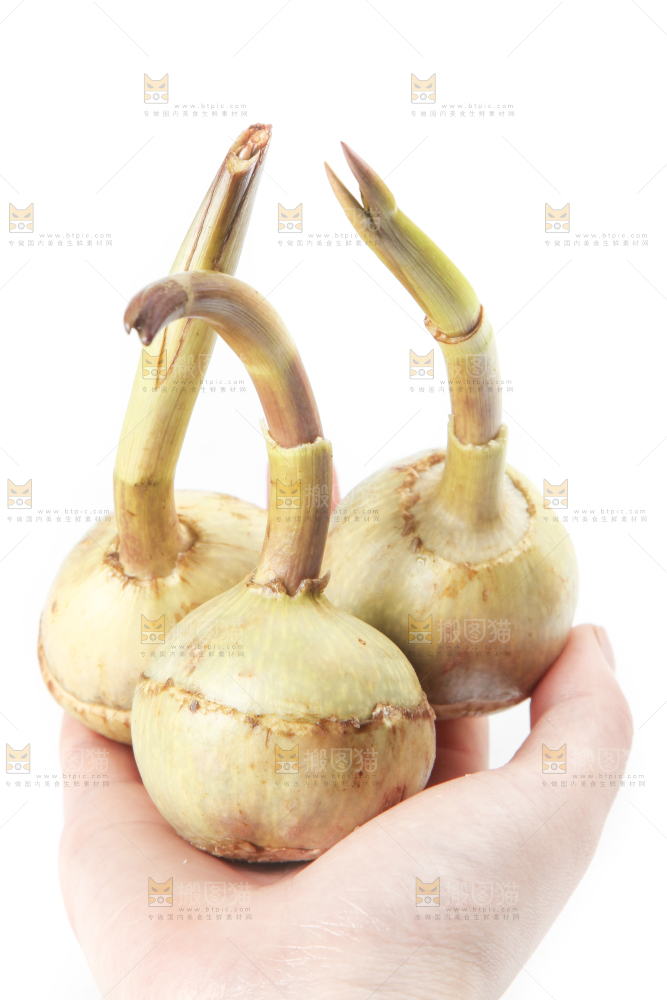手里拿着茨菰