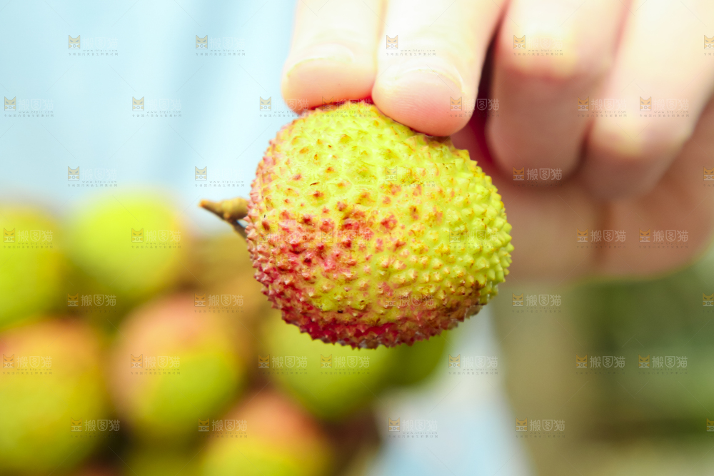 手里拿着妃子笑荔枝