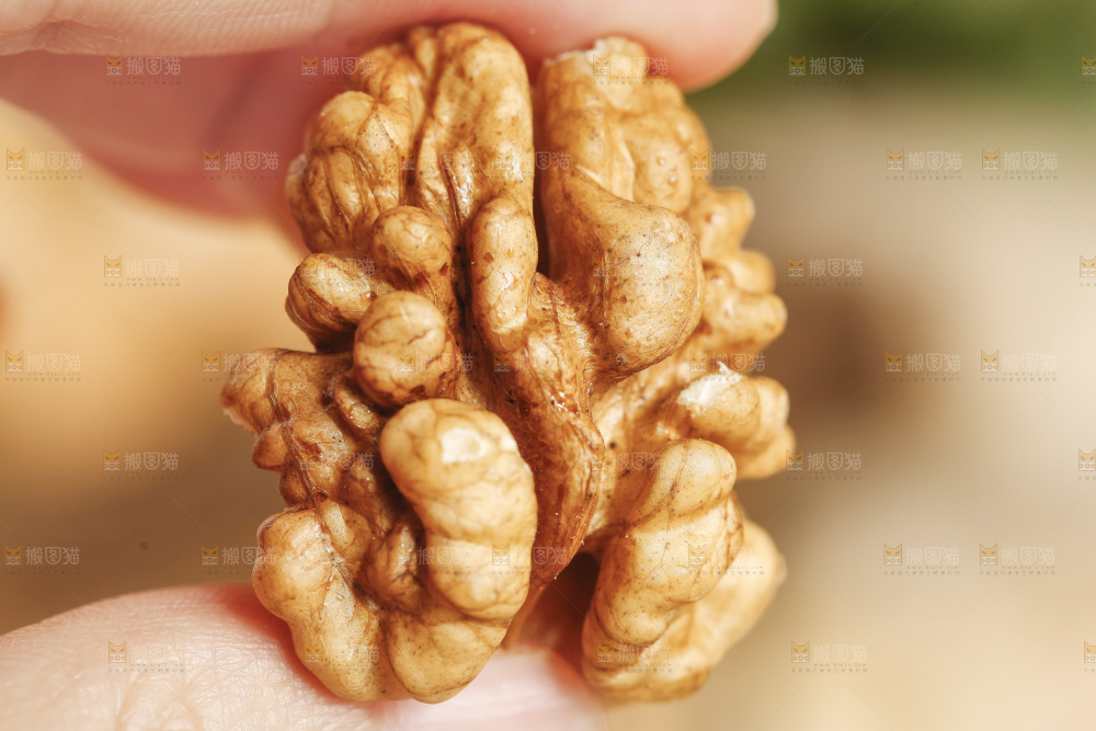 手里拿着山核桃