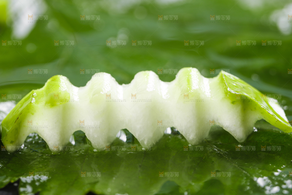 绿叶上放着切丝的瓠子瓜