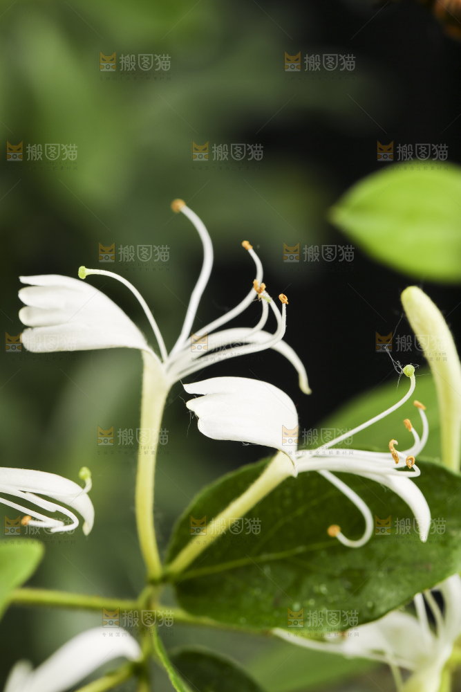 浅底上的金银花