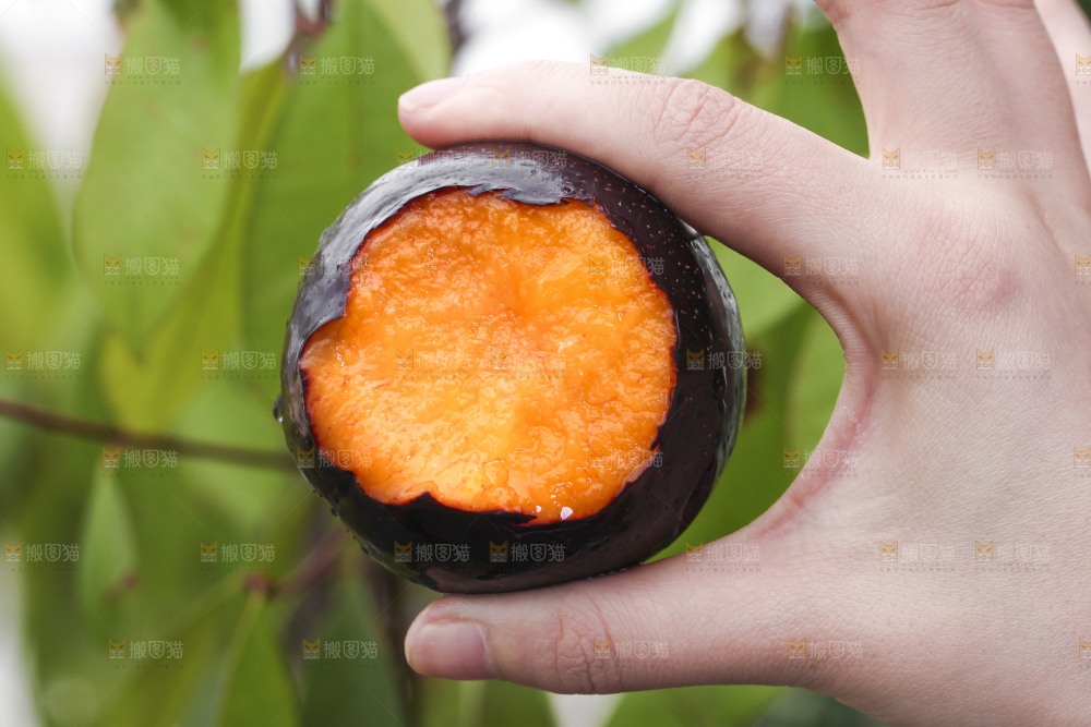 手里拿着黑布李