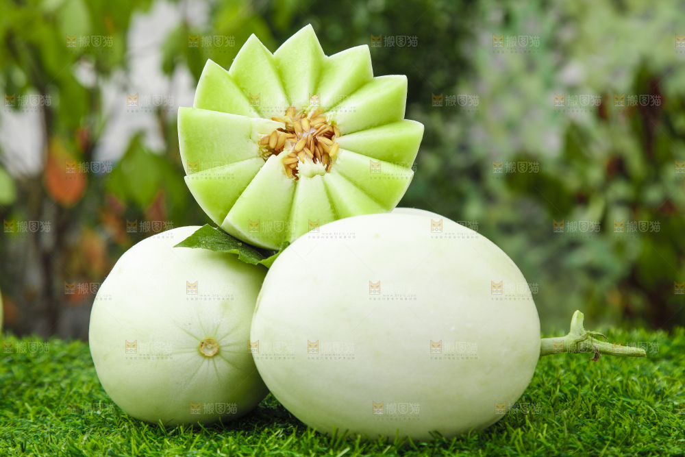 绿草地上摆放着玉菇甜瓜