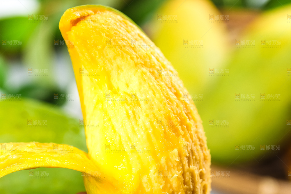 手里拿着鹰嘴芒