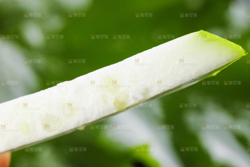 手里拿着瓠瓜