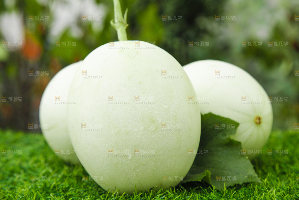 绿草地上摆放着山东玉菇甜瓜