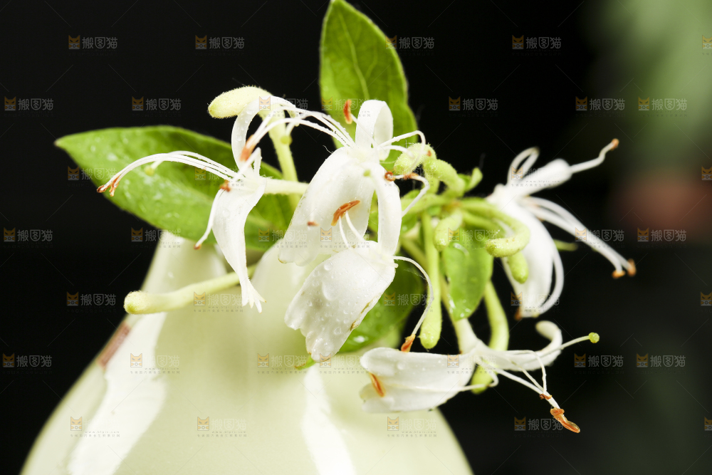 花瓶里插着金银花