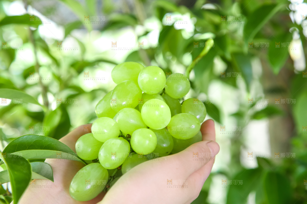 手里拿着澳洲无籽青提