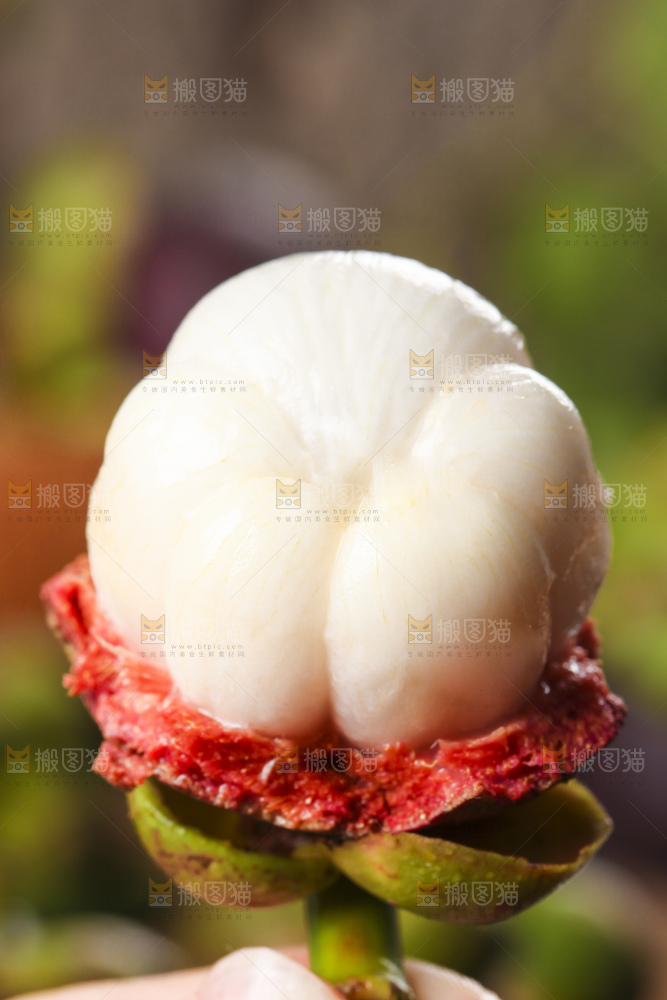 手里拿着山竹果