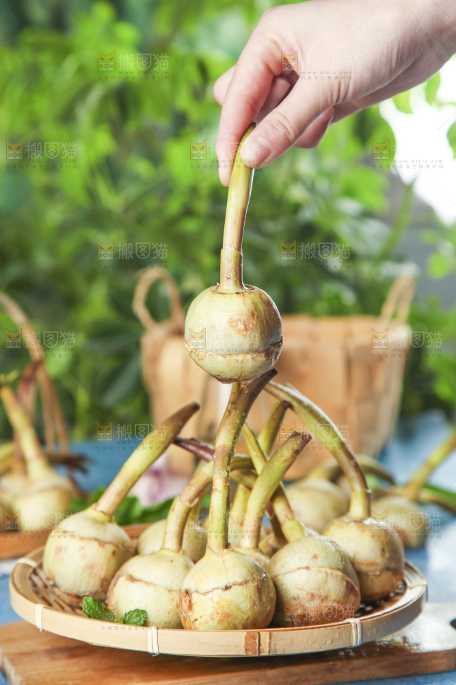 篮子里放着白茨菇