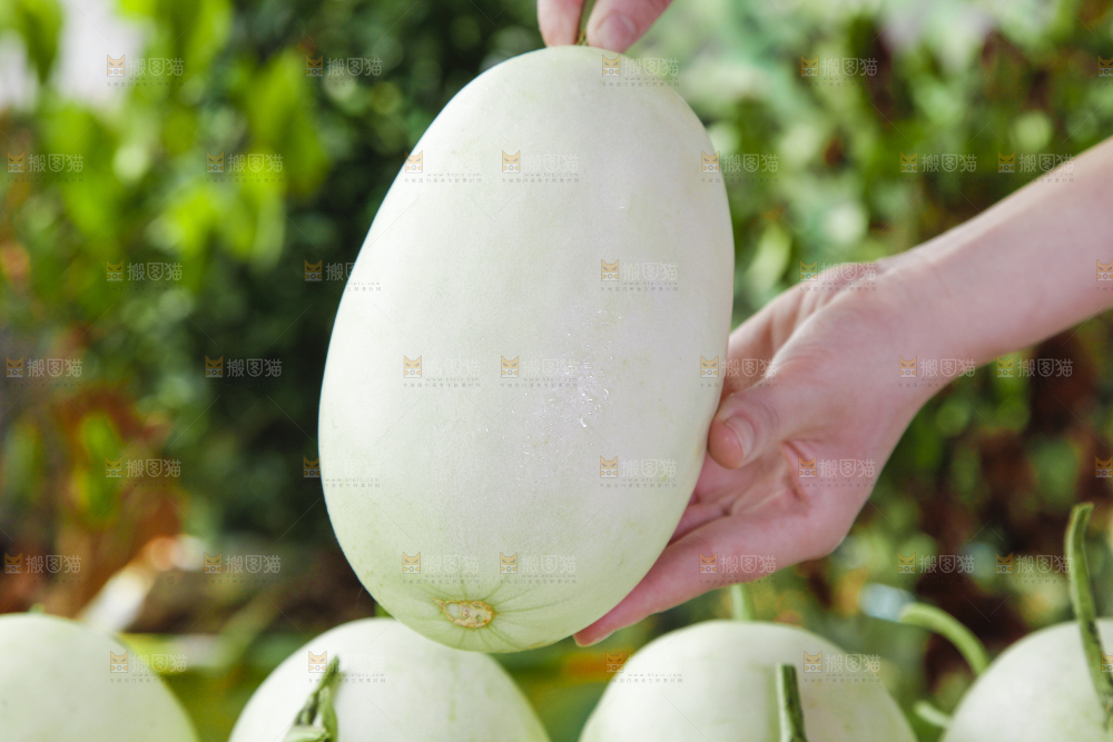 手里拿着玉菇香瓜