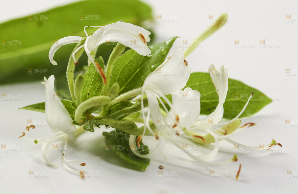 白底上的金银花