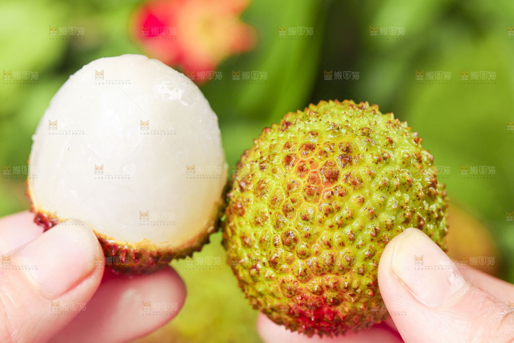 妃子笑荔枝