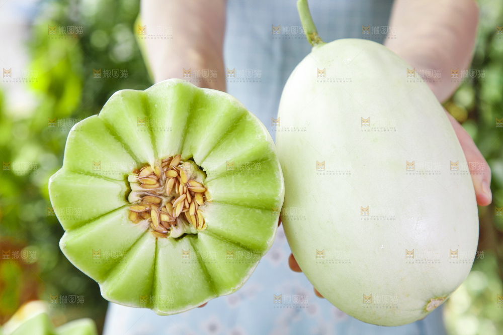 手里拿着山东玉菇甜瓜