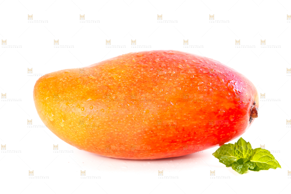 白底上摆放着海南贵妃芒