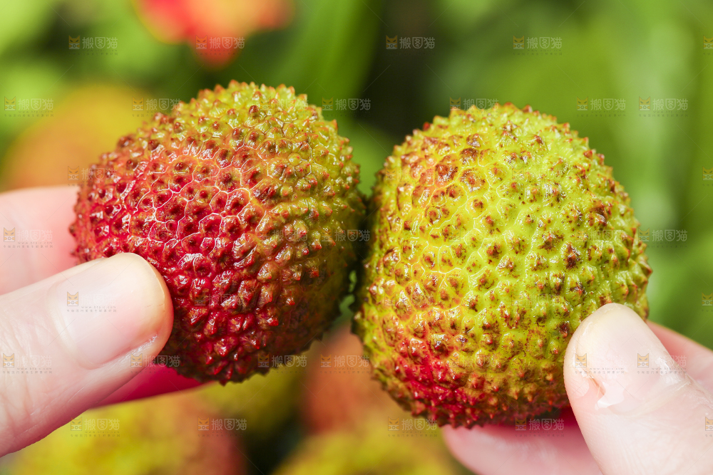 妃子笑荔枝