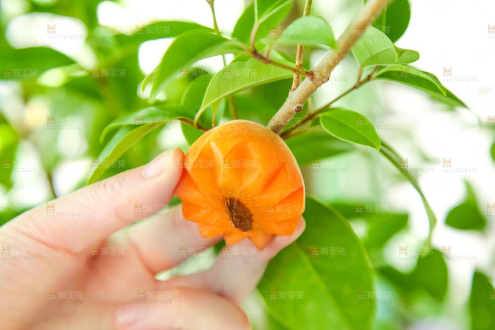 手里拿着秦岭头茬大黄杏