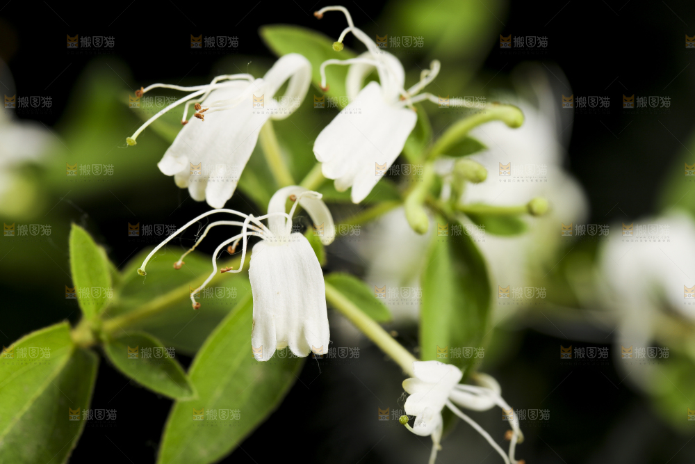 黑底上放着清凉金银花茶