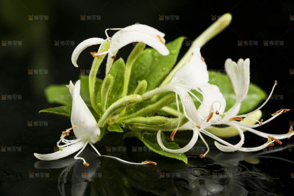 黑底上放着金银花