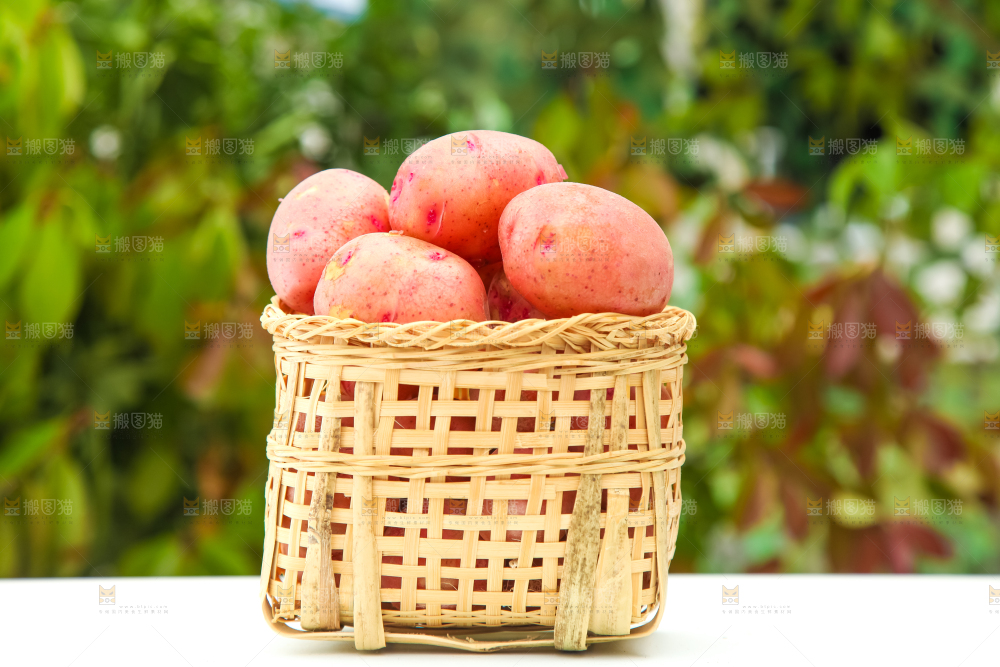 篮子里装着高山红皮土豆