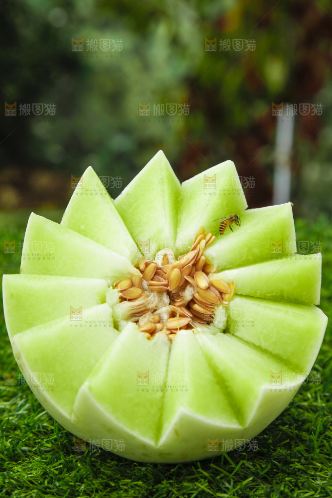 草地上摆放着玉菇甜瓜