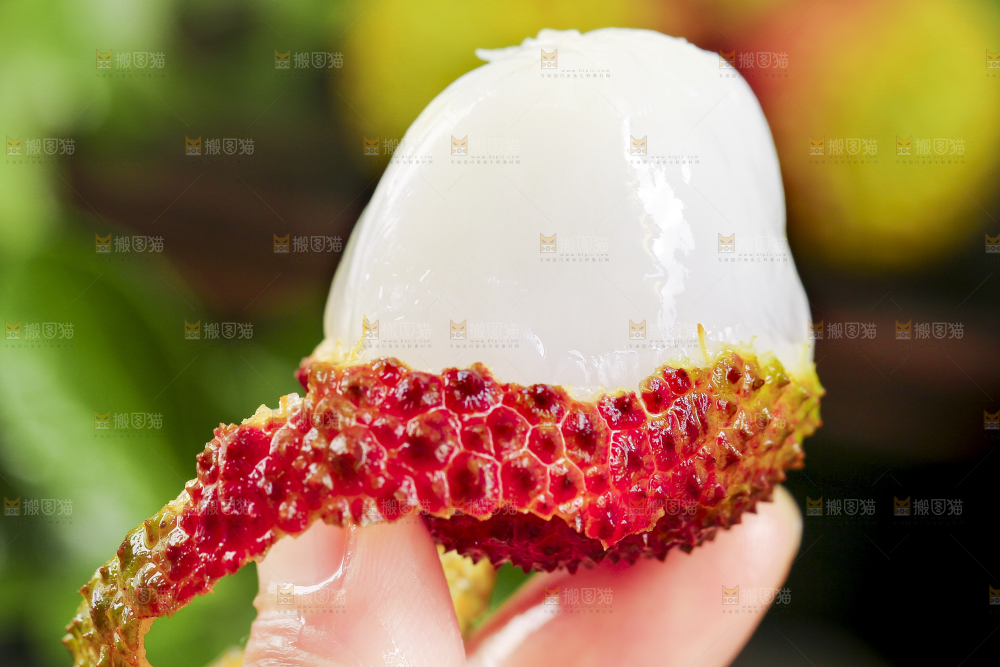 手里拿着高州妃子笑荔枝