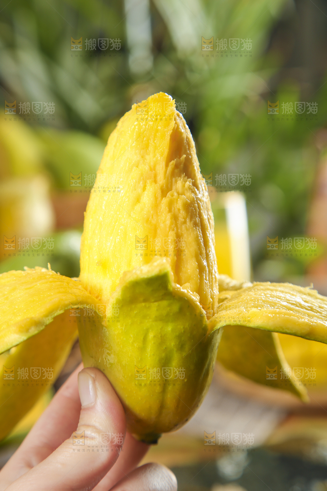 手里拿着芒果