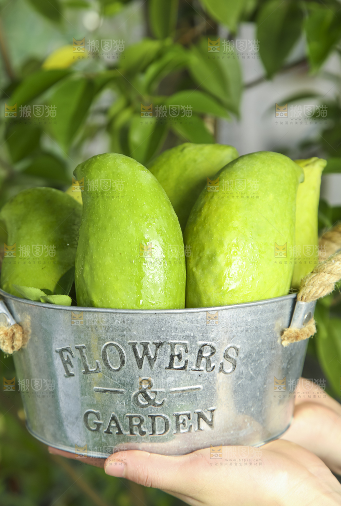 小铁桶里装着云南鹰嘴芒