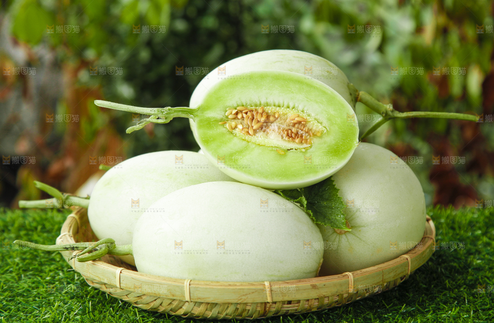 篮子里装着南汇玉菇甜瓜