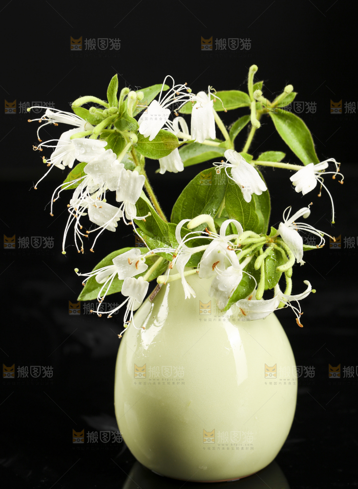 花瓶里插着金银花