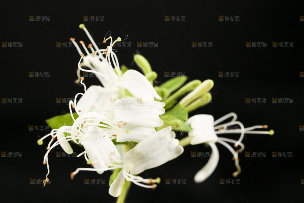 黑底上放着野生金银花