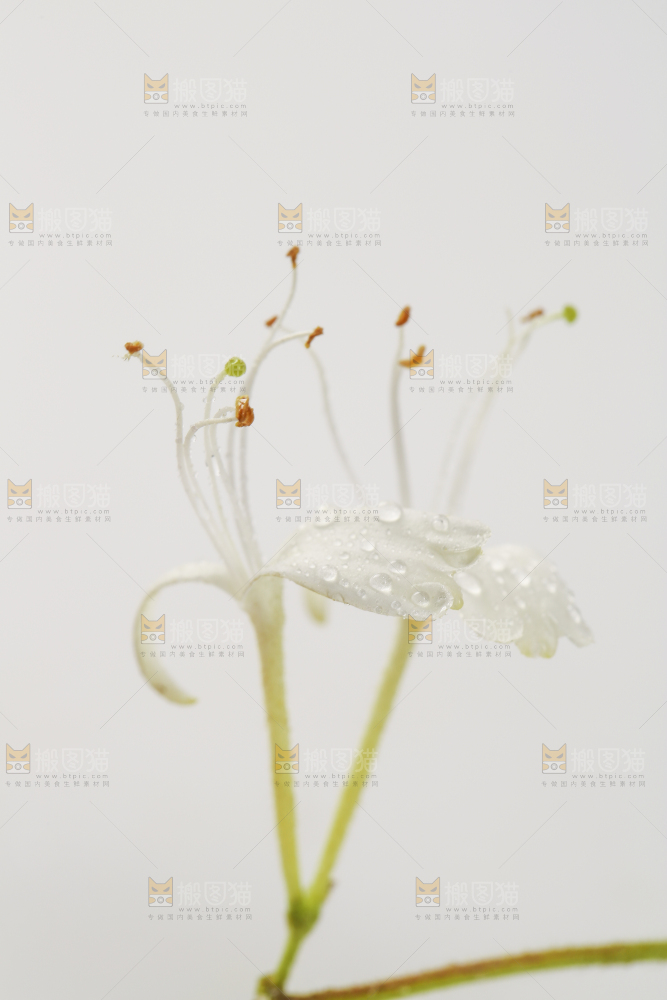 白底上的金银花