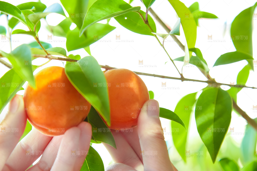 手里拿着秦岭头茬大黄杏